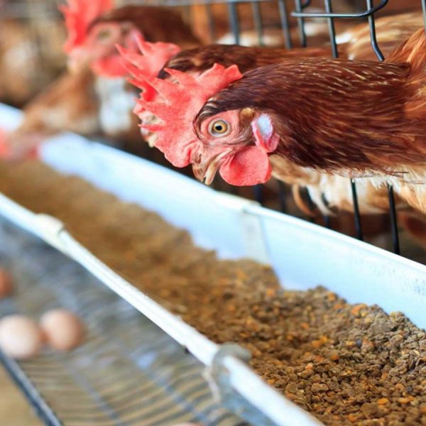 Chicken & Poultry