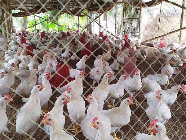 Chicken & Poultry